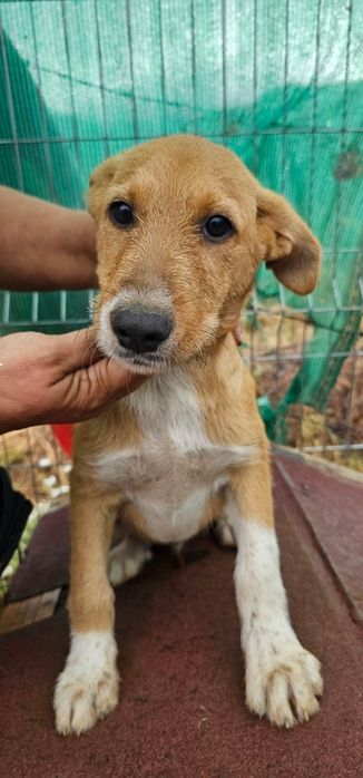 Подарявам кученца