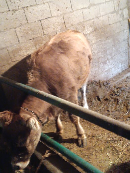 Продам телочку ,полуалатау