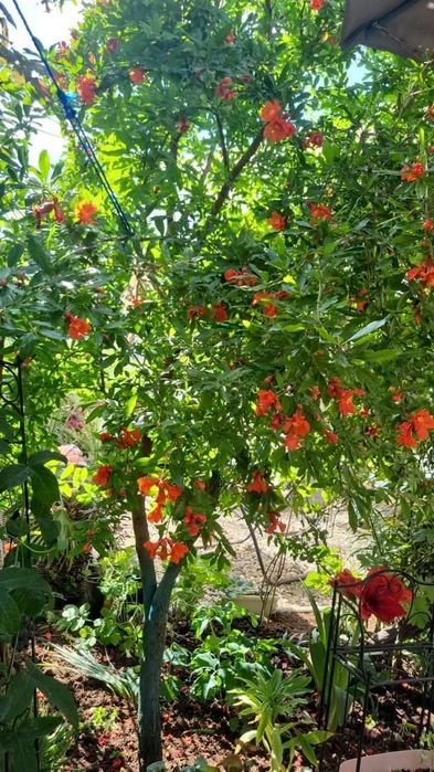 Rodii mango avocado moringa