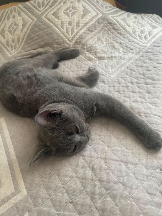 Продам британского котенка