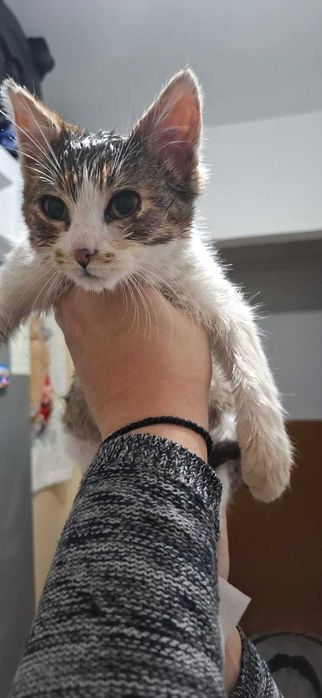 Motanasi pentru adoptie, aproximativ 3 luni, deparazitati, PITESTI