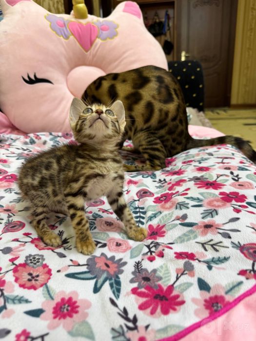 bengal ogil qiz 1 oylik