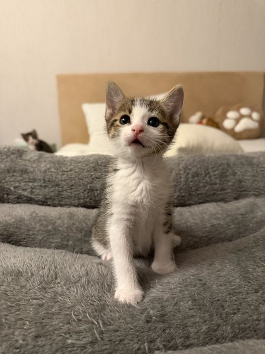 Подаряват се котенца
