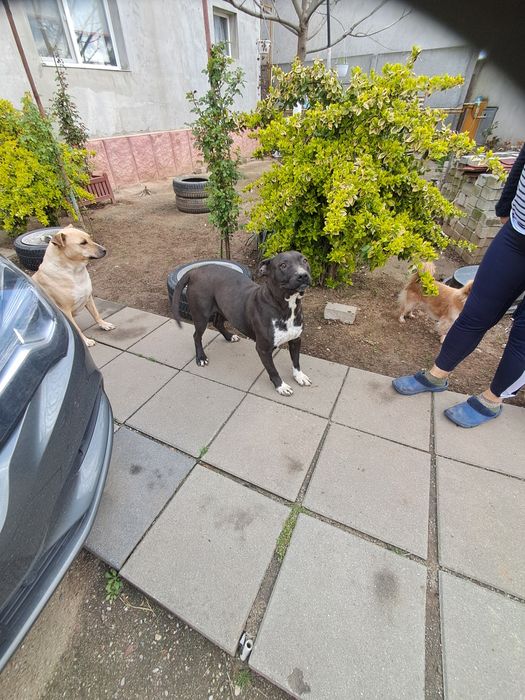 DONEZ AMSTAFF FEMELĂ în vârstă de 4 ani, doar cu contract de adopție.