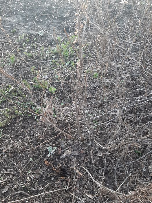 Саженцы чёрной смородины