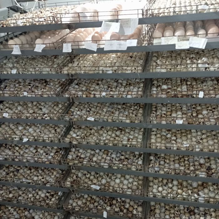 Бедана тухум йуналишидаги жужа тухуми bedana bedona перепёлка перепела