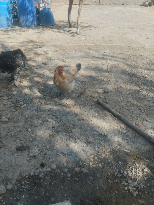 Тауық сатылады 3000 тегнгеден