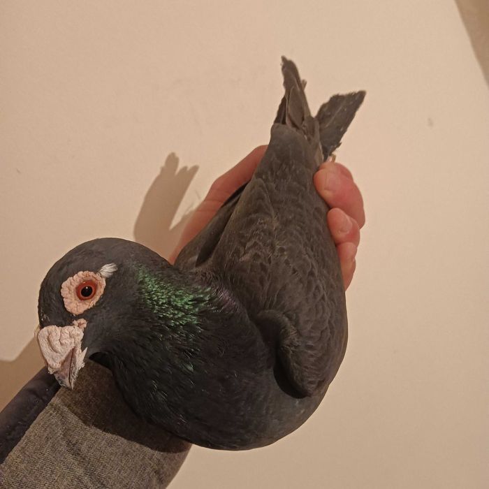 Vînd porumbei stil vechi și voiajori majoritatea sunt de vînzare