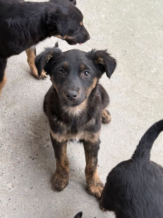 Пристраиваются щенки дворняжки