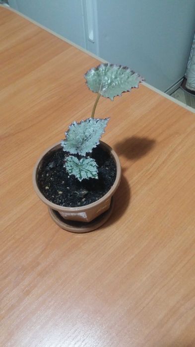 Бегония декоративнолистная