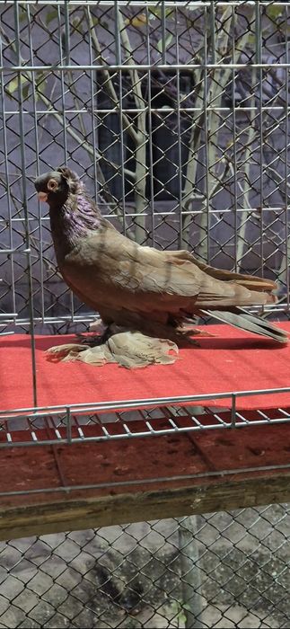 Голубы маладёжжжж