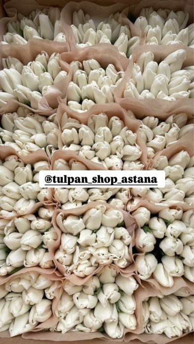 Крупные тюльпаны