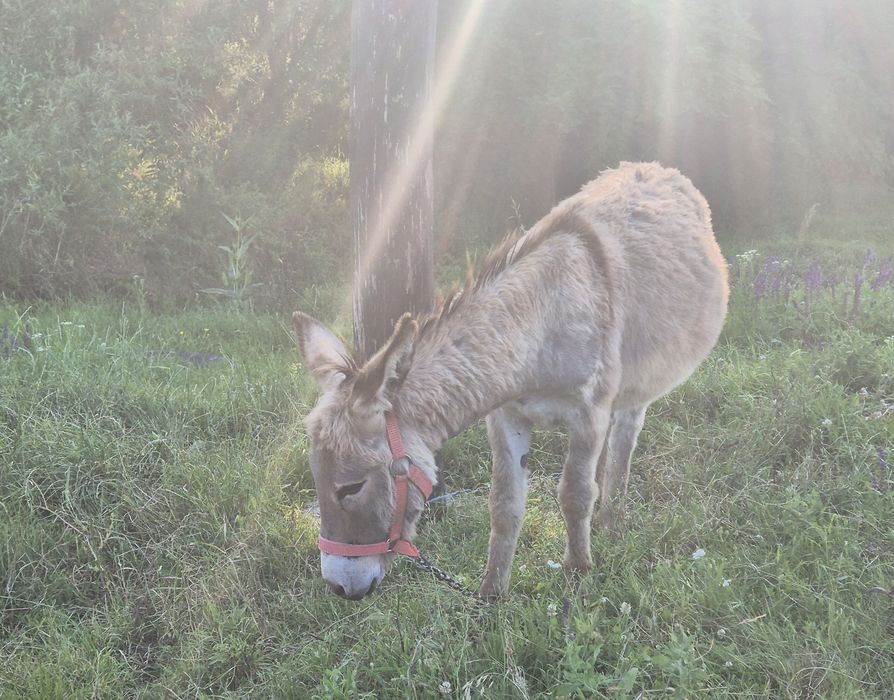Măgăriță cu lapte, măgar și pui (femelă)