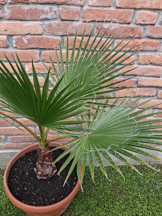 Palmier Washingtonia