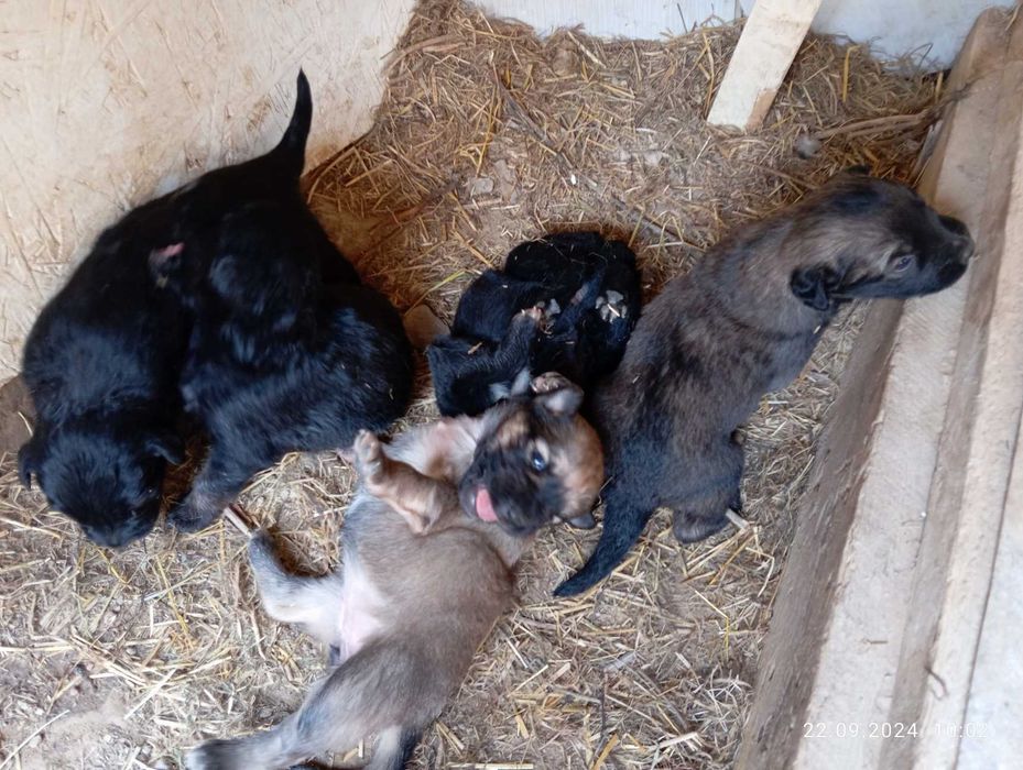 Щенки, бесплатно Тегін қабаған күшіктер!