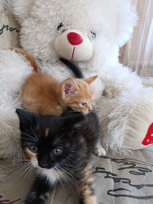 Отдам Котят в добрые руки