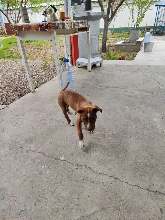 Питбуль с хорошей родословной