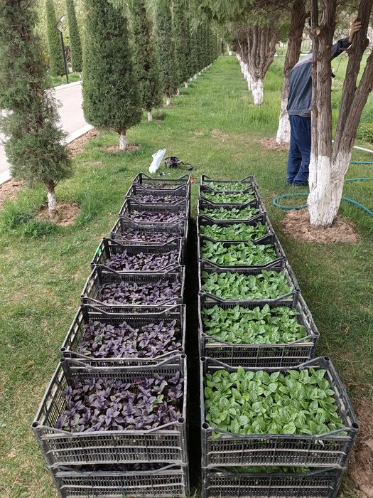 Rayxon Koʻchatlariga Zakaz Olamiz