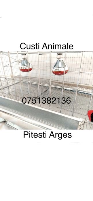 Maternitate puișori