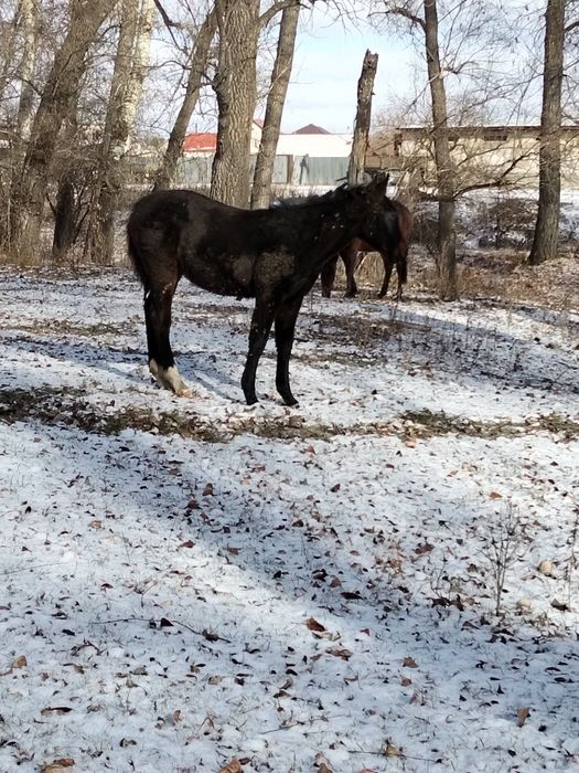 Таза Канды жабагы
