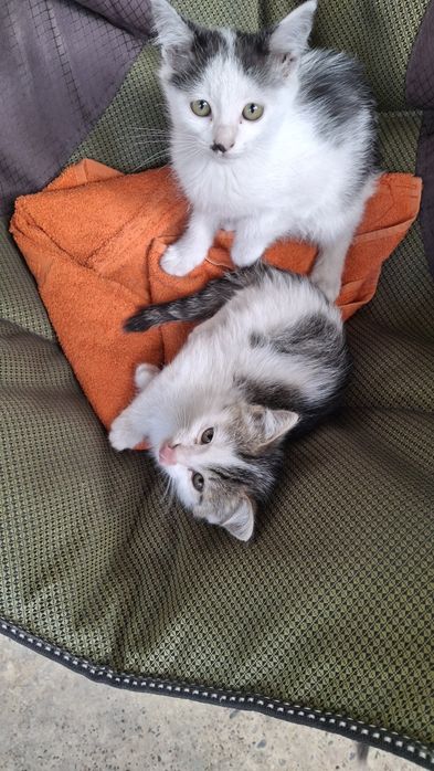 Отдам котят $$$$