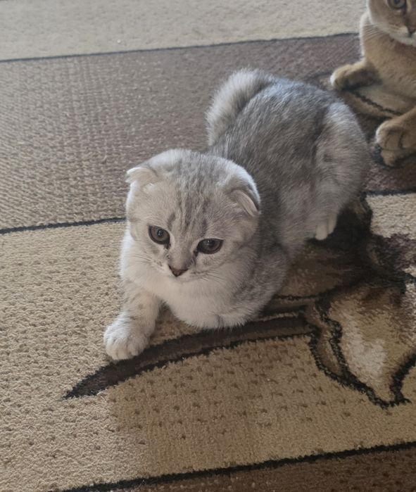 Продам котенка скотиш фолд