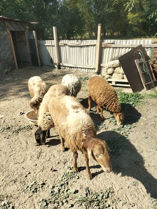Семіз тоқтылар сатам 5 бас
