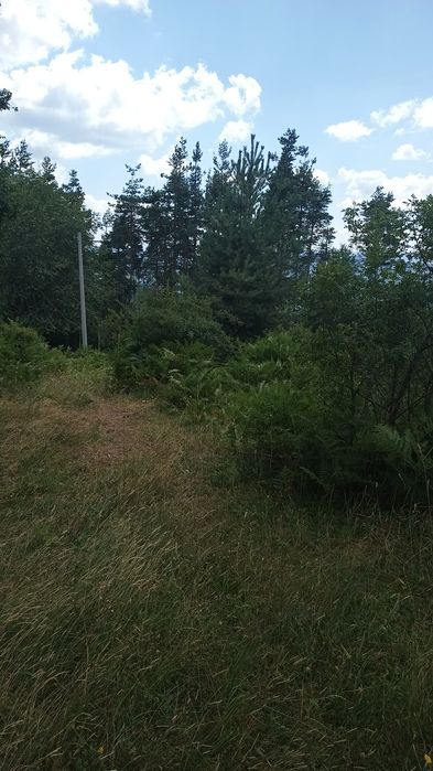 Продава се Парцел в к.к. Пампорово - 5500 кв.м за 29 €/кв.м - Снимка #4