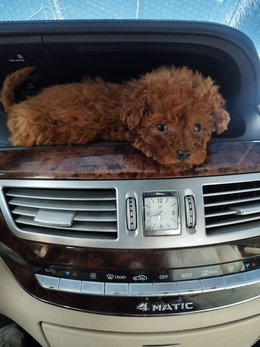 Tea Cup Пуделче лицензиран развъдник  Ред Дог