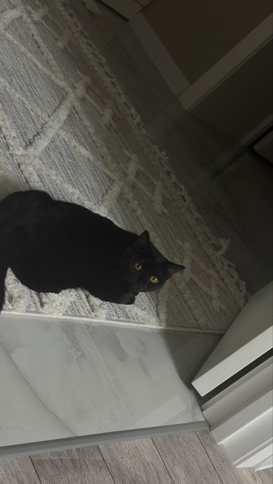 Отдам в добрые руки