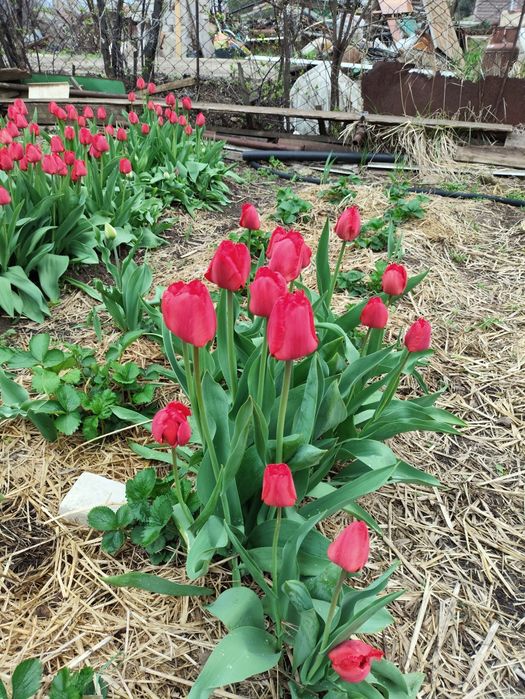 Тюльпаны на срезку в собственном саду