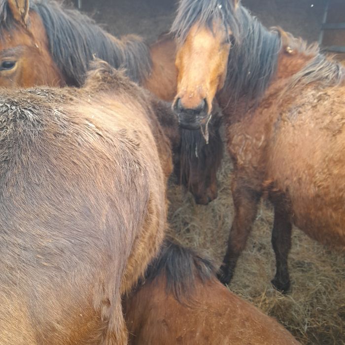 Құнажын Байталдар