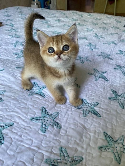 Котята золотая шиншилла