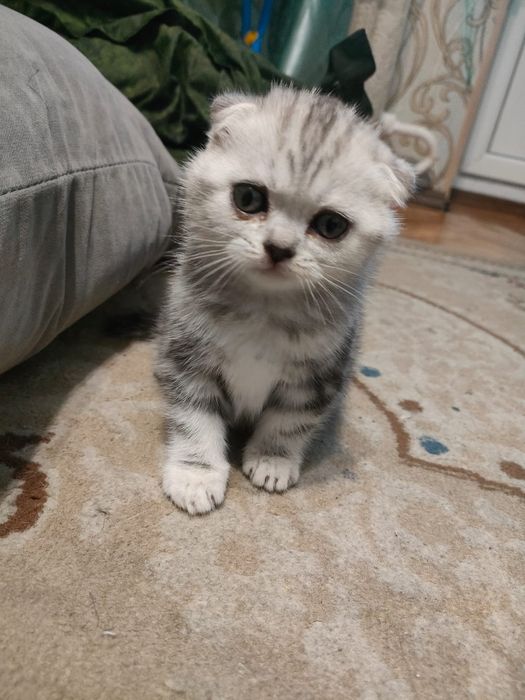 Продается котенок