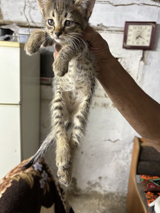 Котята в добрые руки!