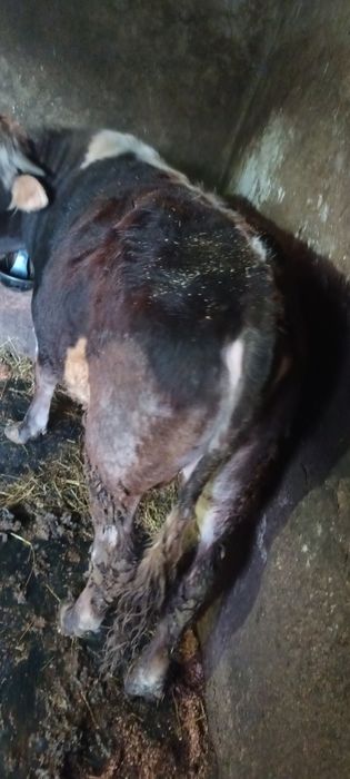 De vanzare 3 taurasi