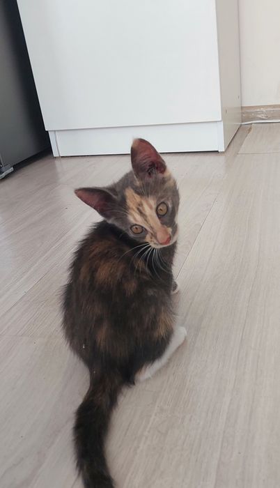 Отдам в добрые и ответственные руки