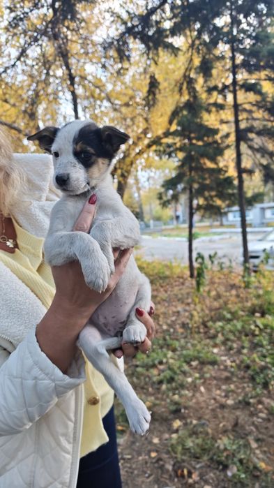 Щенки в добрые руки бесплатно