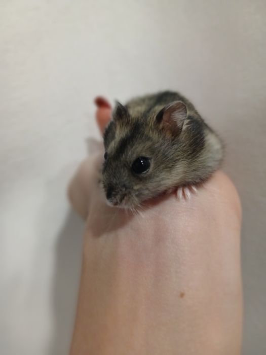 Продам хомячков .