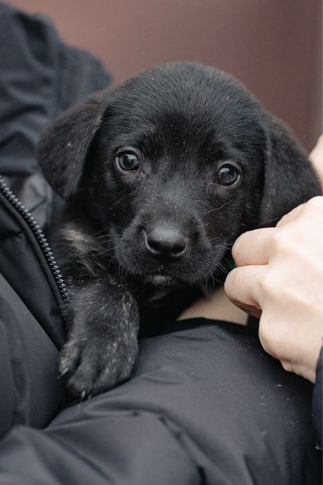 Щенки в поиске дома