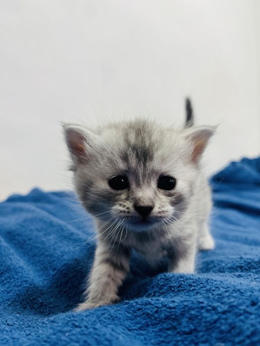 Шотлансдкие прямоухие котята