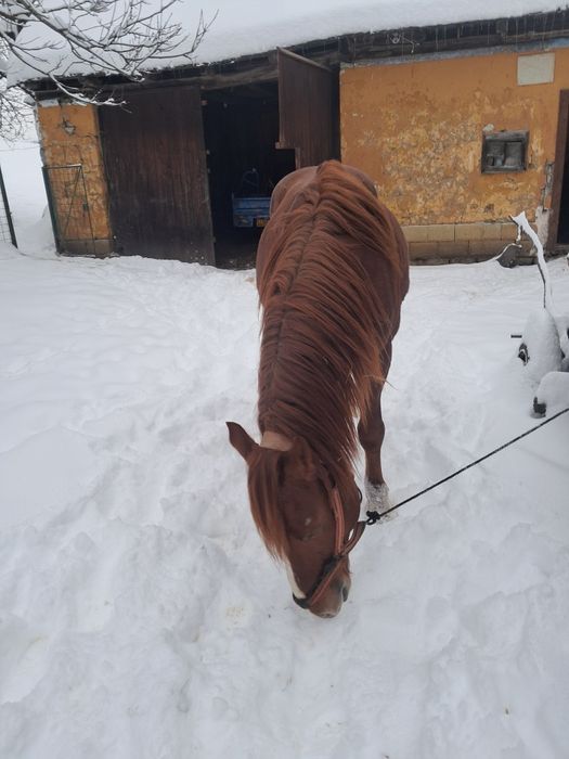 De vânzare armăsar