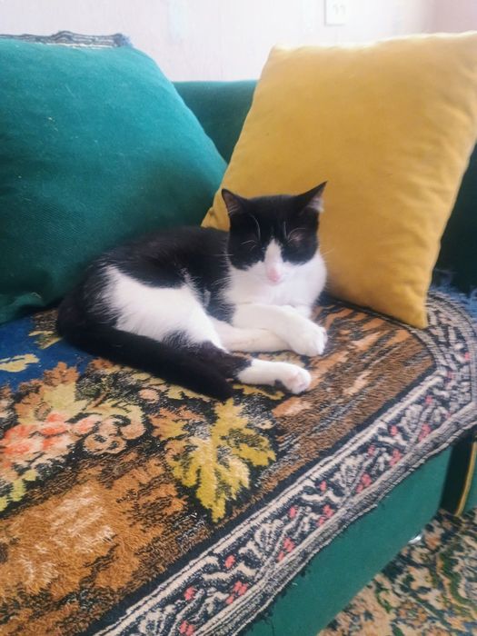 Отдам в добрые руки котика