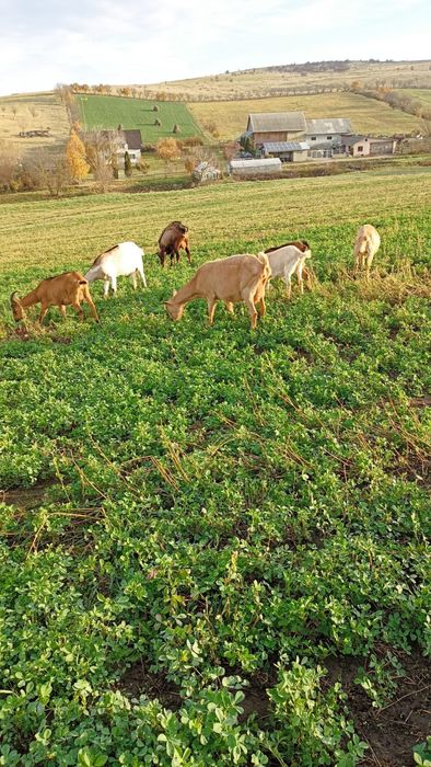 Capre  de vanzare 8 la numar