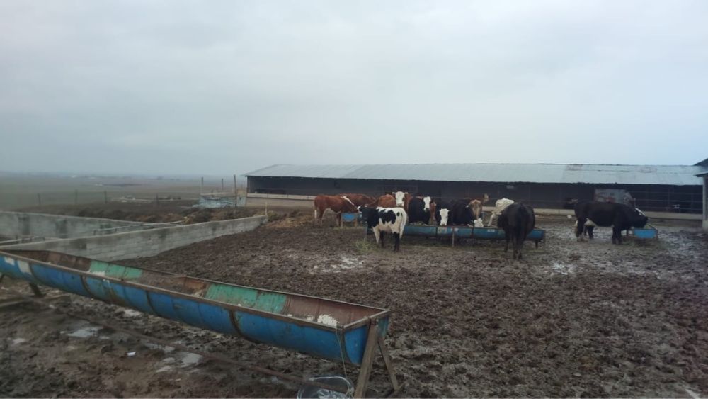 Срочно продам коровы от 500000