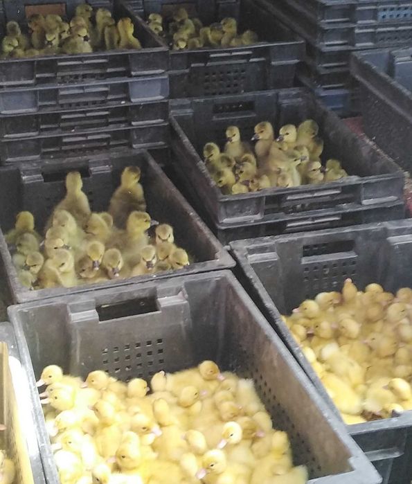 Цыплята бройлера Кобб 500