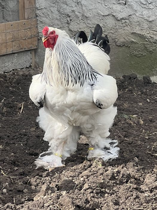 Oua incubat Brahma HD ;HDA