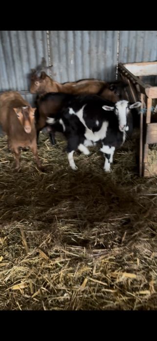 Iezi si capre de vanzare