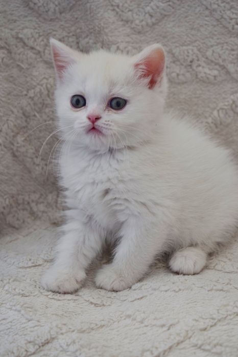 Шотландские чистокровные мальчики