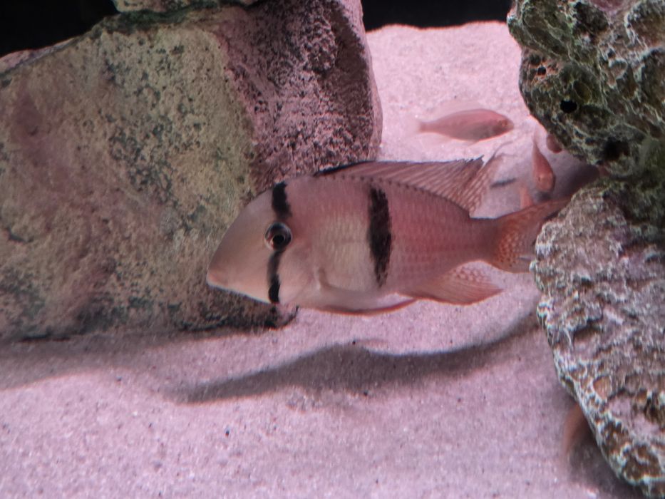 Гвинакары, рабочая пара